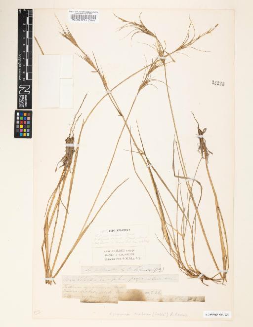 Elymus solandri (Steud.) Connor - 000064714