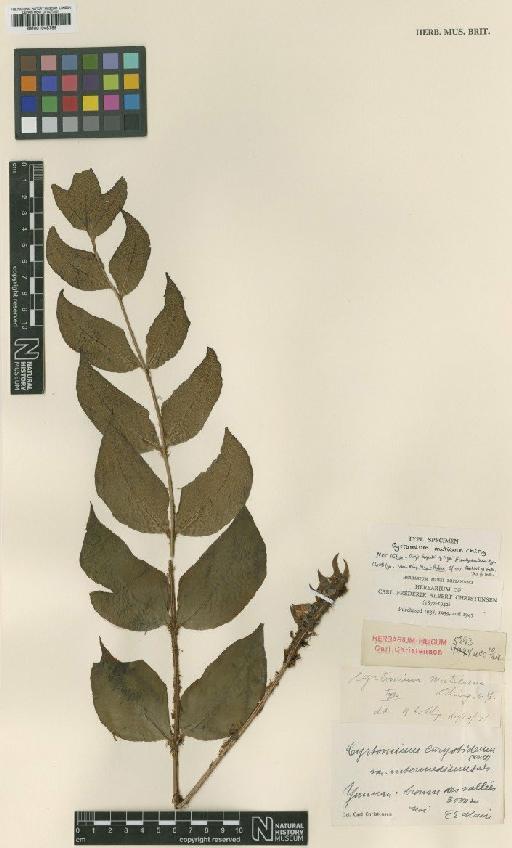 Cyrtomium macrophyllum f. muticum (Christ) Ching & K.H.Shing - BM001048799