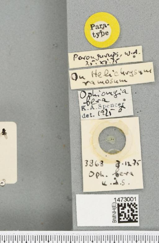 Ophiomyia fera Spencer, 1977 - BMNHE_1473001_label_47372