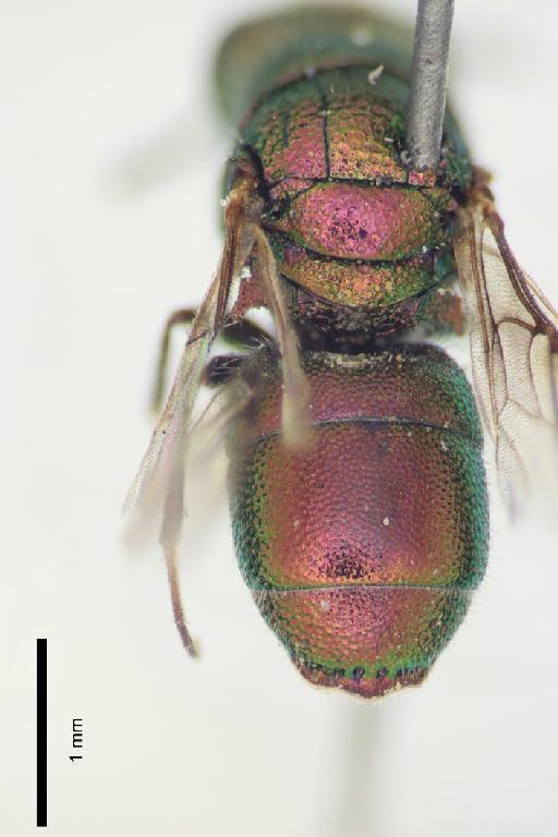 Chrysis comitata Linsenmaier, 1968 - Chrysis_comitata-BMNH(E)#970920_type-distal-3_2X