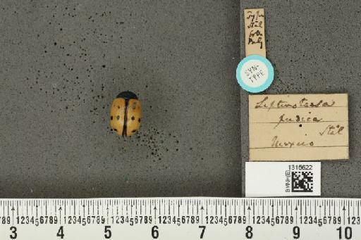 Leptinotarsa pudica Stål, 1860 - BMNHE_1315622_15500