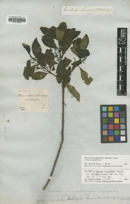 Mecranium integrifolium subsp. integrifolium (Naudin) Triana - BM001008299