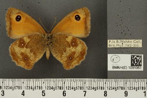 Pyronia tithonus britanniae (Verity, 1914) - BMNHE_1091951_2422