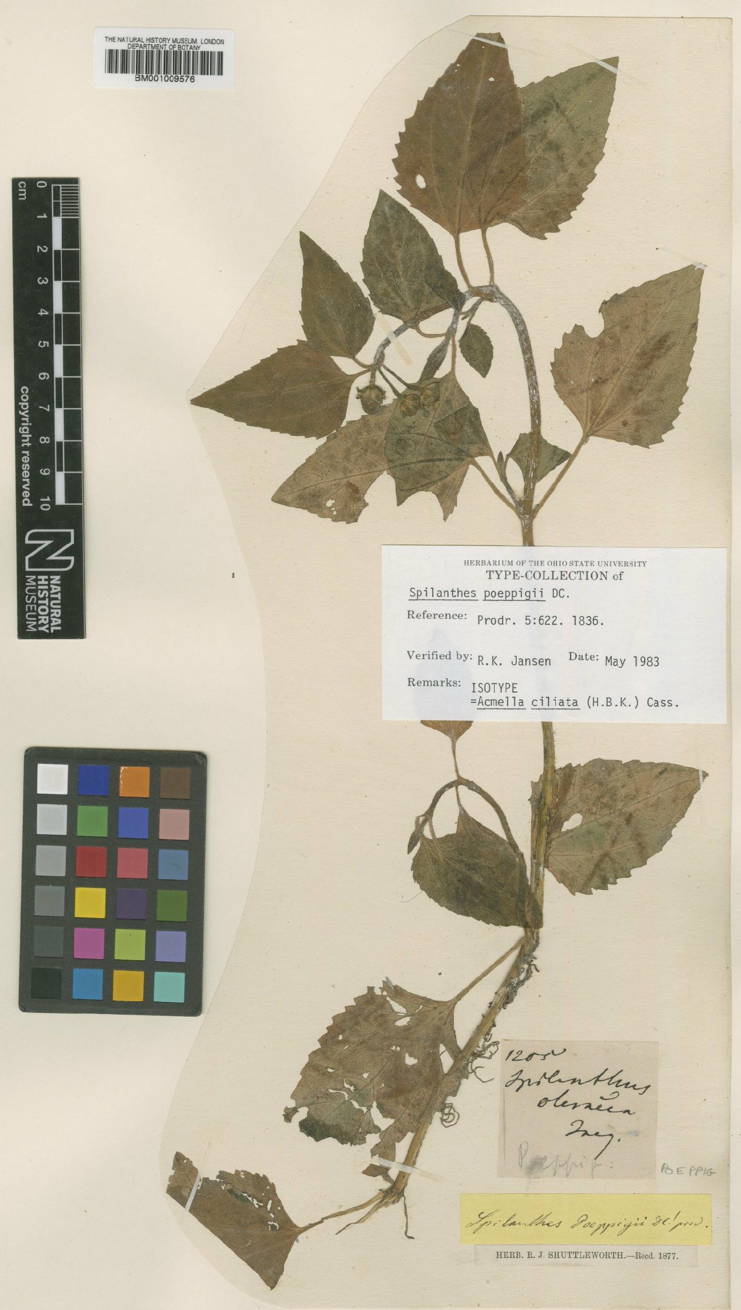 To NHMUK collection (Acmella ciliata (Kunth) Cass; Isotype; NHMUK:ecatalogue:616174)