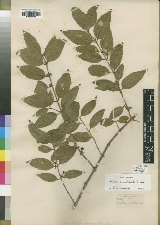 Tricalysia acocantheroides Schum - BM000903141