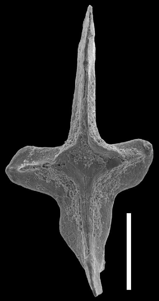 Ancyrodella pristina Khalymbadzha and Chernysheva, 1970 - Ancyrodella_cgmh_0844