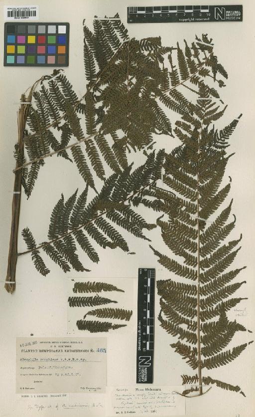 Cyathea amboinensis (Alderw.) Merr. - BM001039981