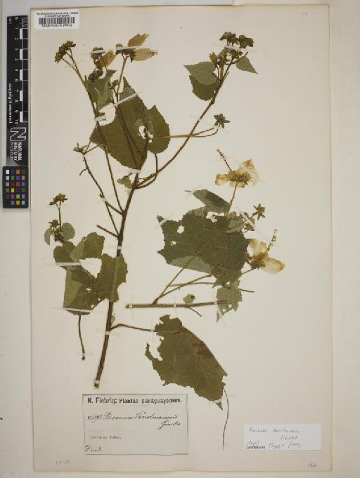 Pavonia hasleriana Chodat - BM000545808