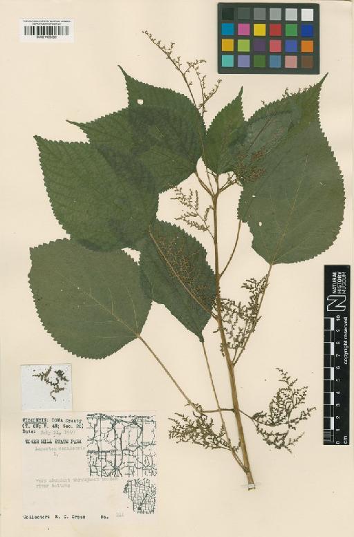 Laportea canadensis (L.) Wedd - BM001125982