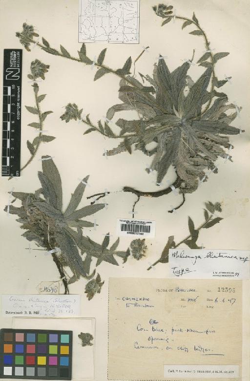 Onosma bhutanica (I.M.Johnst.) Grierson & D.G.Long - BM000797952
