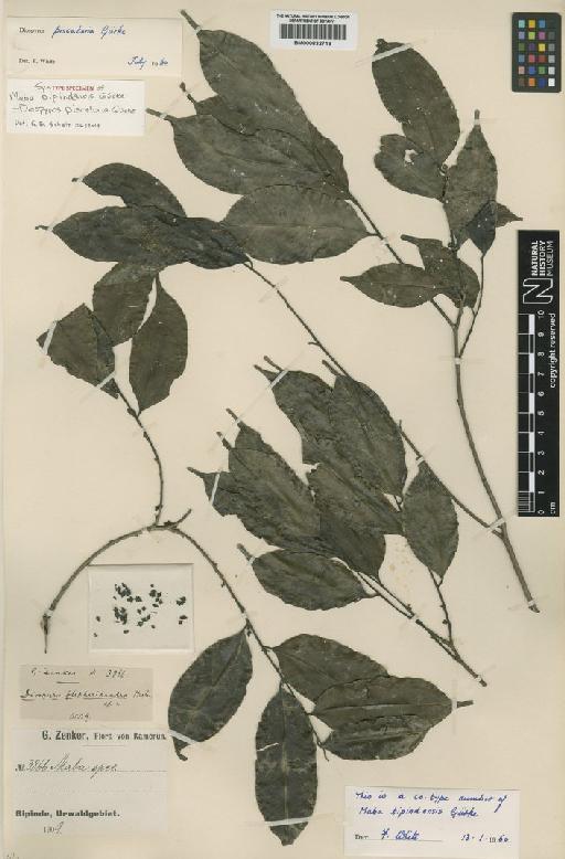 Diospyros piscatoria Gürke - BM000832718