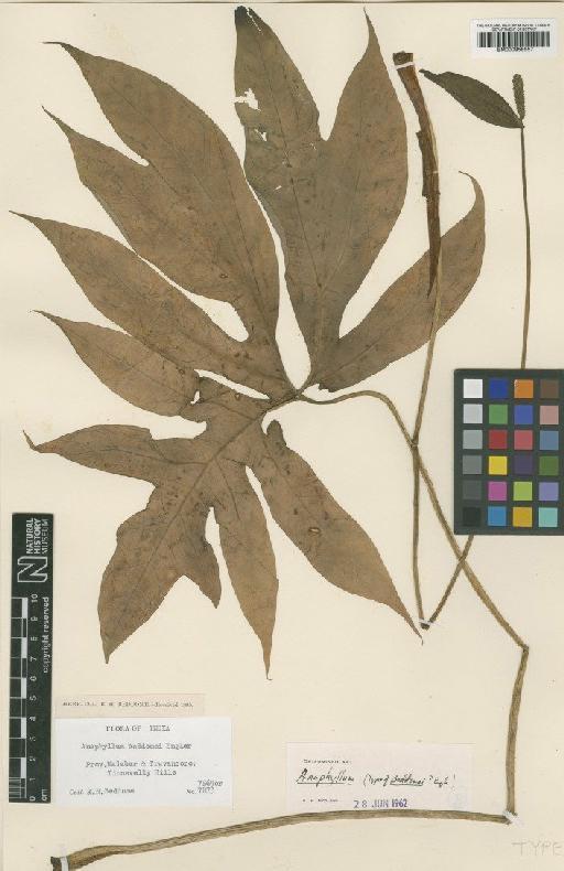 Anaphyllum beddomei Engl. - BM000958557