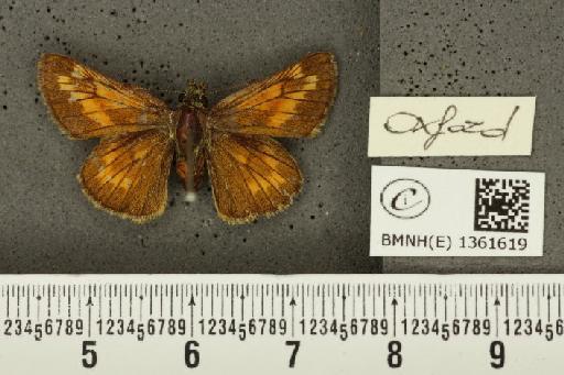 Ochlodes sylvanus (Esper, 1777) - BMNHE_1361619_156079