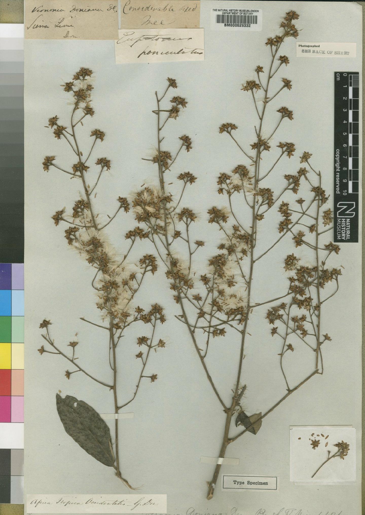To NHMUK collection (Vernonia doniana DC.; Type; NHMUK:ecatalogue:4528561)