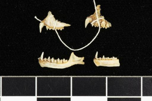 Hipposideros apiculatus Gray, 1838 - GMCM_19d-Hipposideros_apiculatus-Syntype-Skull