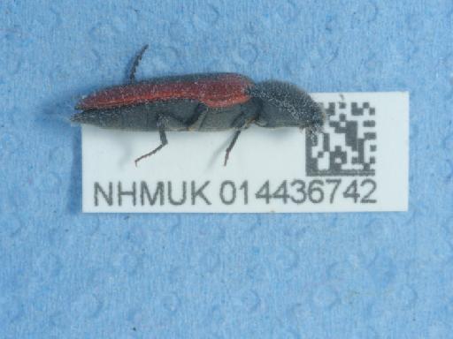 Ampedus (Ampedus) sanguinolentus (Schrank, 1776) - 014436742_1