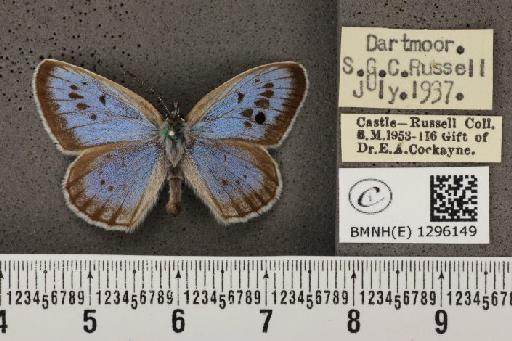 Maculinea arion eutyphron (Fruhstorfer, 1915) - BMNHE_1296149_147095