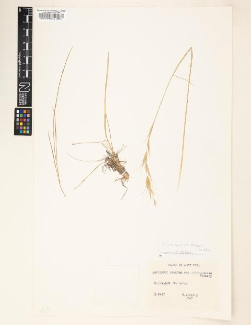 Agropyron plurinerve (Vickery) - 000094278