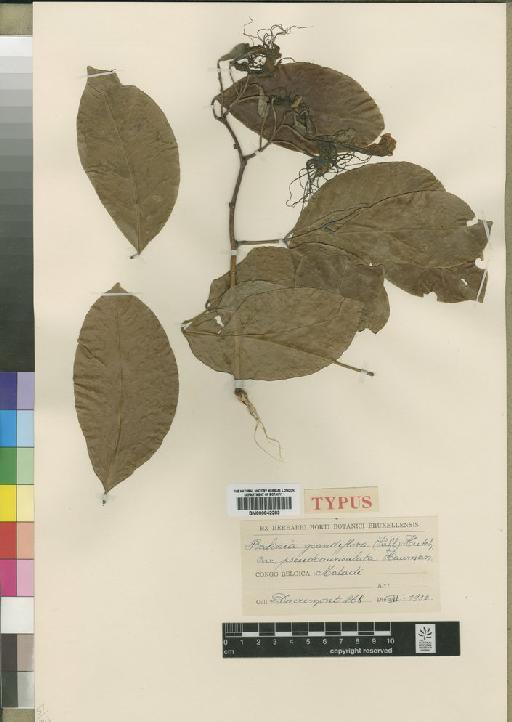 Berlinia grandiflora (Vahl) Hutch. & Dalziel - BM000842283
