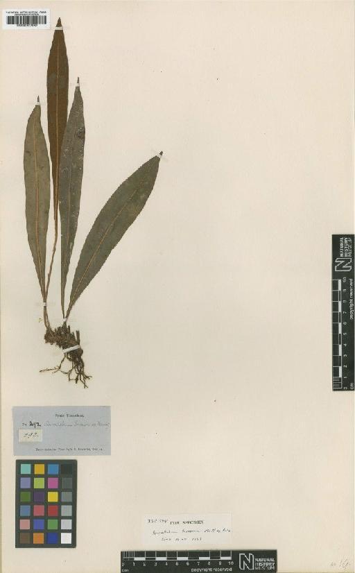 Elaphoglossum tovarense (Mett. ex Kuhn) T.Moore ex C.Chr. - BM000937952