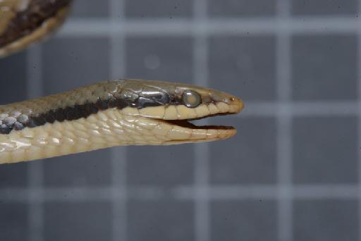 Liopeltis tricolor Schlegel, 1837 - Image of specimen 1946.1.5.37