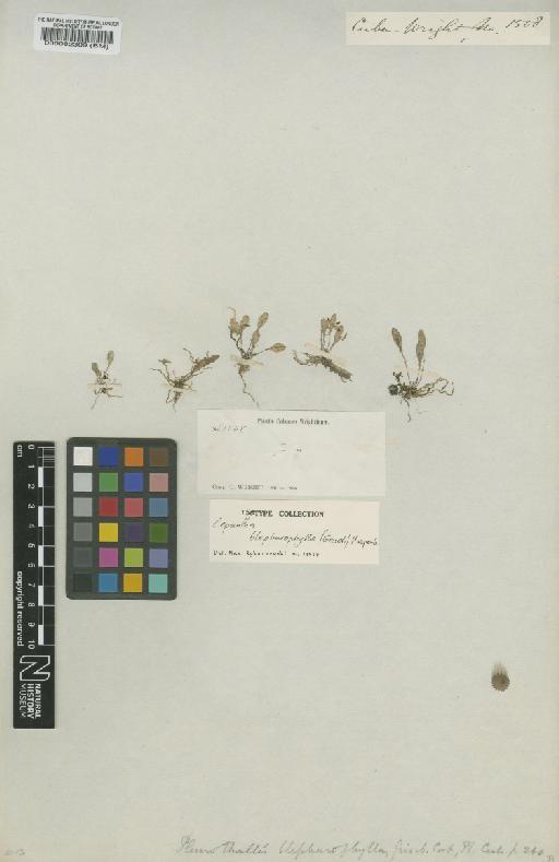 Lepanthes blepharophylla (Griseb.) Hespenh. - BM000082309