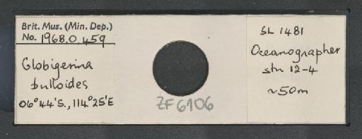 Globigerina bulloides Orbigny, 1826 - ZF6106.jpg