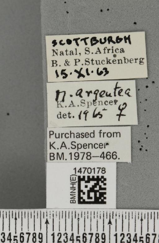 Melanagromyza argentea Spencer, 1959 - BMNHE_1470178_label_44729