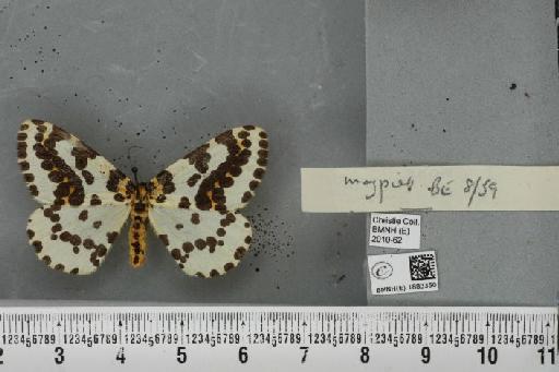 Abraxas grossulariata (Linnaeus, 1758) - BMNHE_1883350_439238