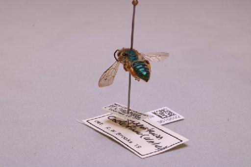 Paragapostemon coelestinus (Westwood, 1875) - 013619592_additional_2