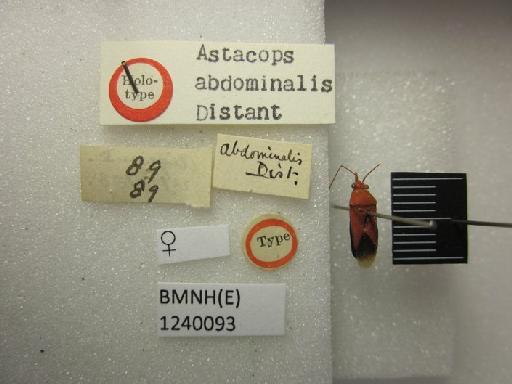 Astacops abdominalis Distant, 1901 - Astacops abdominalis-BMNH(E)1240093-Syntype female dorsal & labels 2