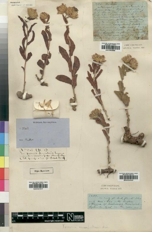 Vernonia mumpullensis Hiern - BM000903837