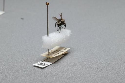 Sarcophaga (Myorhina) nigriventris Meigen, 1826 - 015091913_additional_1