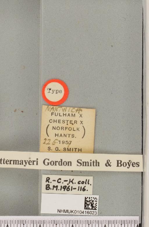 Arctia caja ab. staettermayeri Smith & Boyes, 1960 - NHMUK_010416023_label_528302