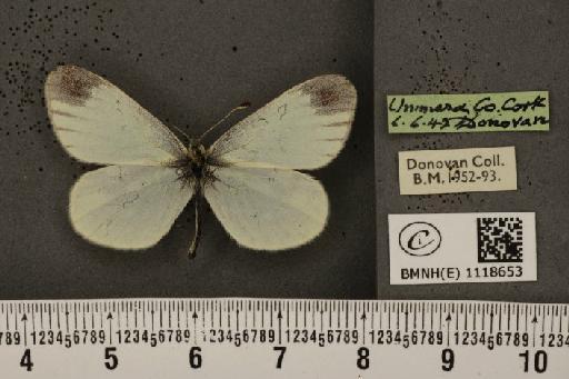 Leptidea sinapis juvernica Williams, 1946 - BMNHE_1118653_73850