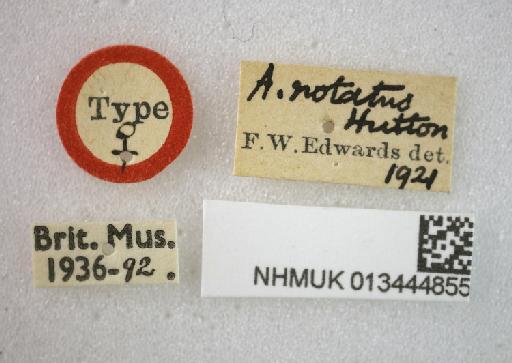 Rhyphus undulatus Lamb, 1909 - 013444855 Sylvicola undulatus Holotype labels 1
