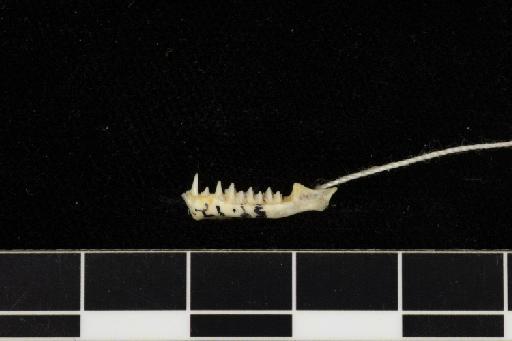 Rhinolophus arcuatus proconsulis Hill, 1959 - 1959_12-Rhinolophus_arcuatus_proconsulis-Holotype-Skull-mandible-lateral