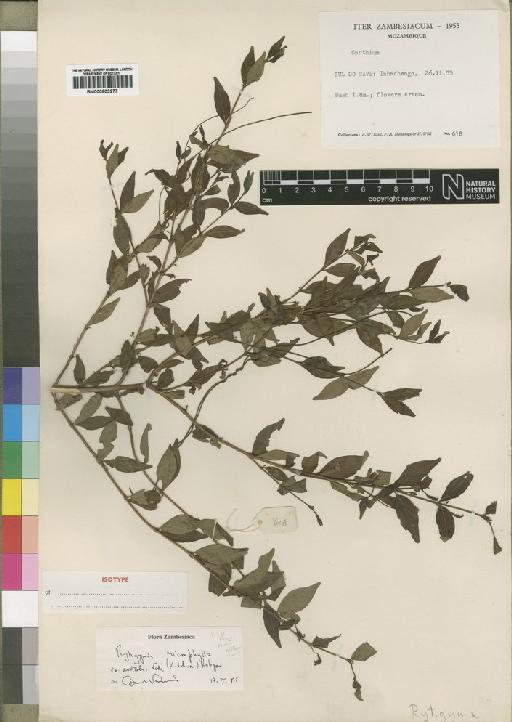 Rytigynia microphylla (Schum) Robyns - BM000903277
