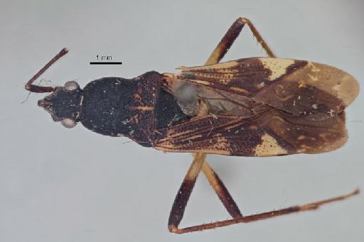 Metochus holsti Distant, 1918 - Metochus holsti-BMNH(E)960101-Lectotype male dorsal 1.25x