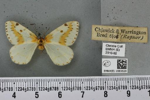 Abraxas grossulariata (Linnaeus, 1758) - BMNHE_1883629_439409