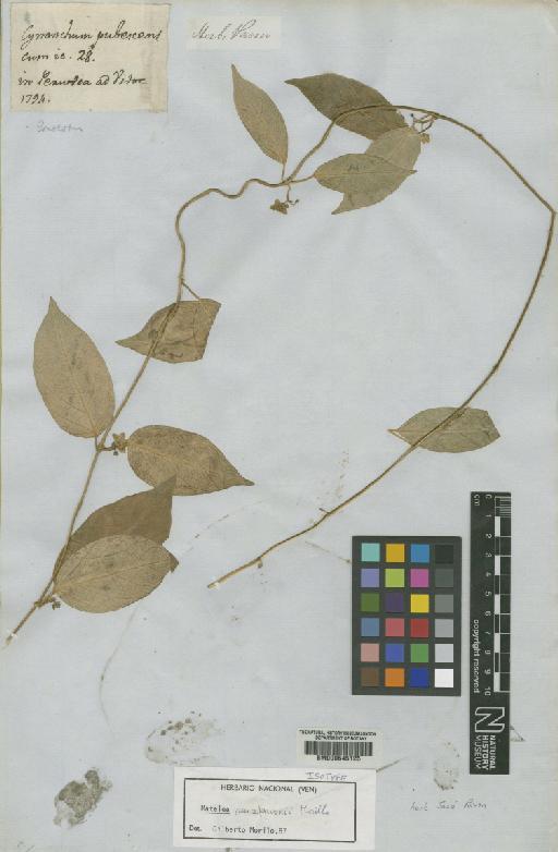 Matelea ruizpavonii Morillo - BM000645125