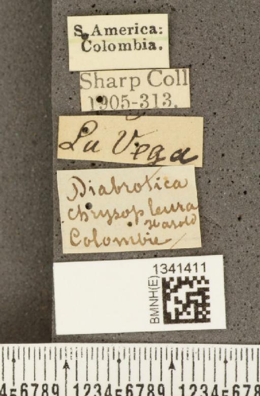 Cochabamba chrysopleura (Harold, 1875) - BMNHE_1341411_label_24433