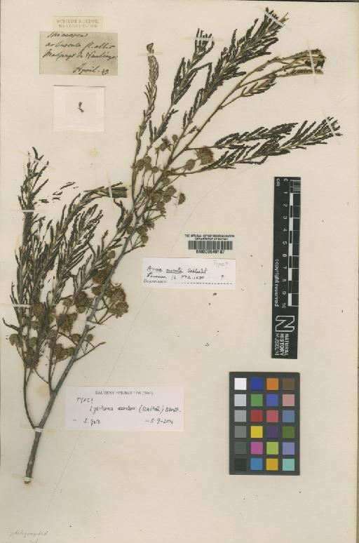 Lysiloma auritum (Schltdl.) Benth. - BM000649187