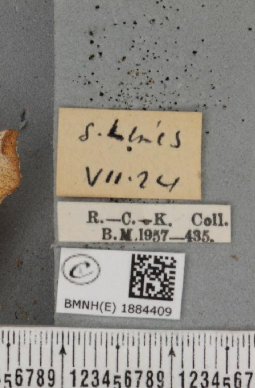 Selenia dentaria (Fabricius, 1775) - BMNHE_1884409_label_444761