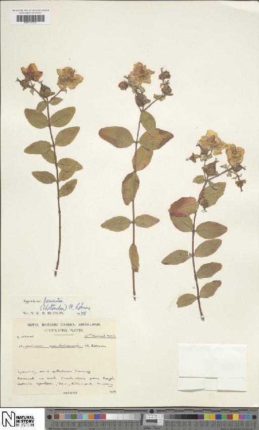 Hypericum forrestii (Chitt.) N.Robson - BM001202128
