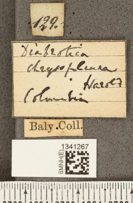 Cochabamba chrysopleura (Harold, 1875) - BMNHE_1341267_label_24435