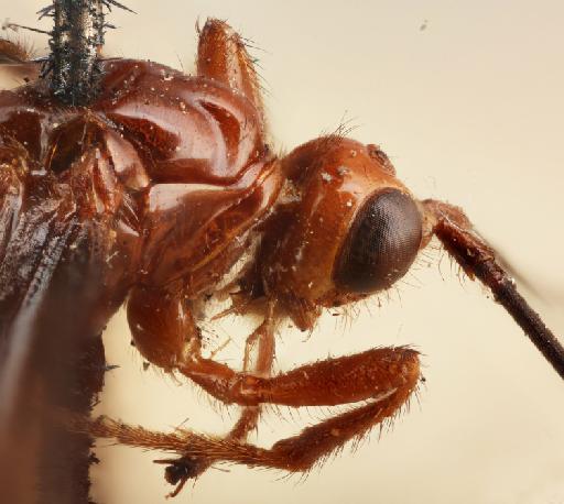 Gammabracon forticarinata (Cameron, P.) - Myosoma_forticarinata_holotype_mesosoma_right_010576648