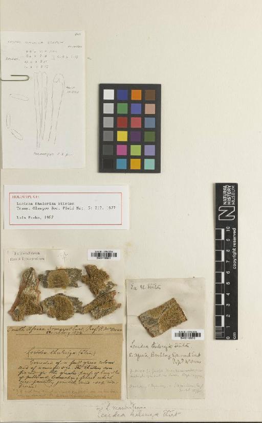 Lecidea thaleriza Stirt. - BM001106211