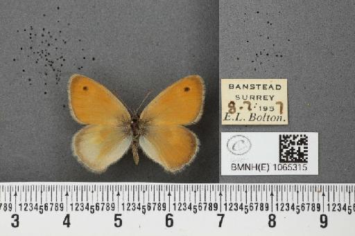 Coenonympha pamphilus ab. partimtransformis Leeds, 1950 - BMNHE_1065315_26648