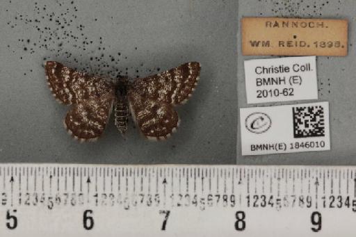 Macaria carbonaria (Clerck, 1759) - BMNHE_1846010_422952